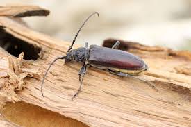 capricorne, traitement capricorne, insecte xylophage