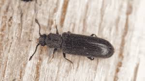 traitement xylophage , anti termites , injection xylophage, xylophene , traitement du bois, insectes du bois , anti termites , traitement termites, anti vrillette paris, traitement capricorne paris, entreprise traitement de bois, protect bois paris , nuisibles du bois , eradication nuisibles