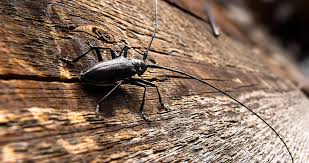 traitement xylophage , anti termites , injection xylophage, xylophene , traitement du bois, insectes du bois , anti termites , traitement termites, anti vrillette paris, traitement capricorne paris, entreprise traitement de bois, protect bois paris , nuisibles du bois , capricorne traitement extermination