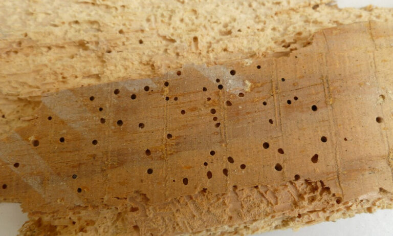 traitement xylophage , anti termites , injection xylophage, xylophene , traitement du bois, insectes du bois , anti termites , traitement termites, anti vrillette paris, traitement capricorne paris