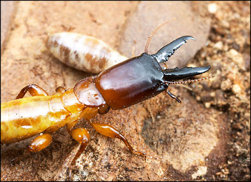 traitement xylophage , anti termites , injection xylophage, xylophene , traitement du bois, insectes du bois , anti termites , traitement termites, anti vrillette paris